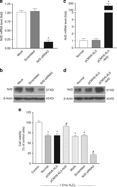 Heme Oxygenase 1 Protects Human Melanocytes From H2o2 Induced Oxidative