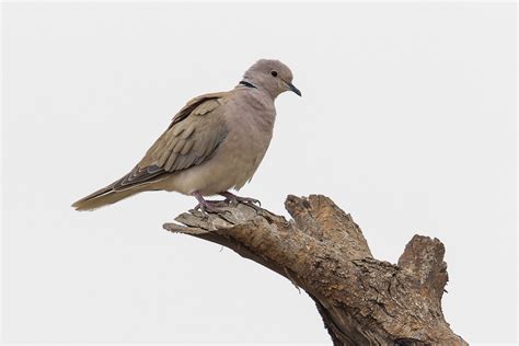 African Collared Dove Streptopelia Roseogrisea Discovering Birds