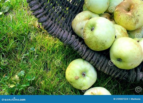 Äpfel Aus Grünem Dorf in Einem Korb Stockfoto Bild von obstgarten