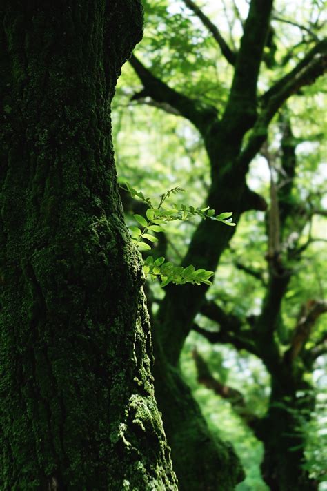 56mm F1.4 DC DN BBL-modified - BBL