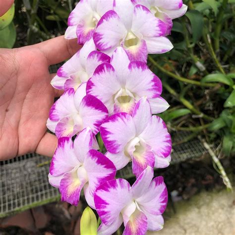 Dendrobium Splash Mutation Toh Garden Singapore Orchid Plant