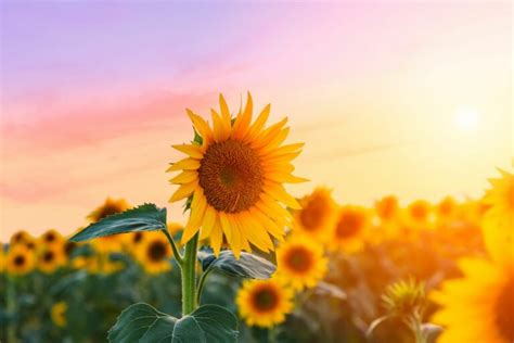 A Complete Guide On Identifying Sunflower Leaf Problems - Mich Wildflowers