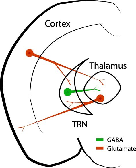 The Thalamic Reticular Nucleus A Common Nucleus Of Neuropsychiatric Diseases And Deep Brain