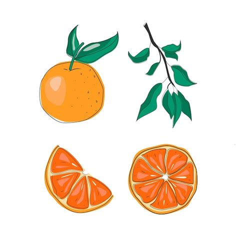 Premium Vector Oranges Fruit Vector