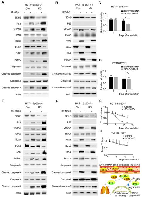 p53-dependent apoptosis pathways mediated the biological effects of ... 