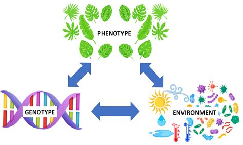 Agronomy Free Full Text Metabolomics A Tool For Cultivar