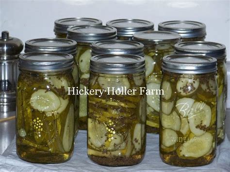 Hamburger Dill Chips Hamburger Dill Pickle Recipe Pickling Recipes Canning Dill Pickles