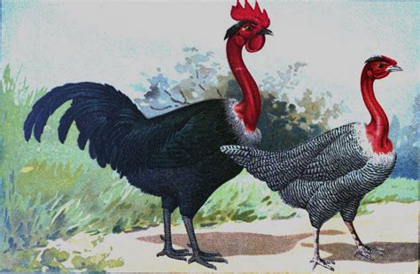 Transylvanian Naked Neck Open Poultry Standards Australia