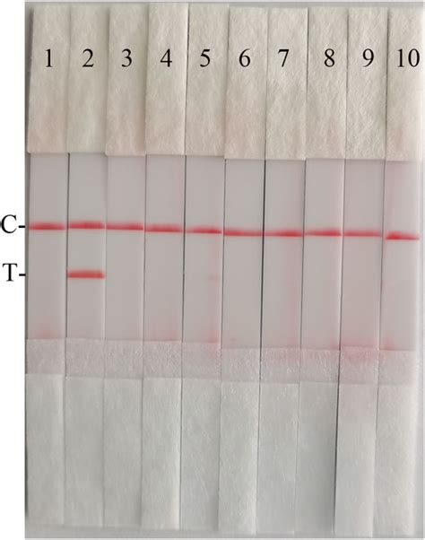 Frontiers Development And Application Of Raa Nucleic Acid Test Strip