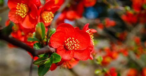 How To Grow Flowering Quince Chaenomeles Gardener’s Path