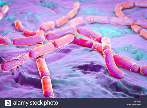 Bacillus Cereus Spore