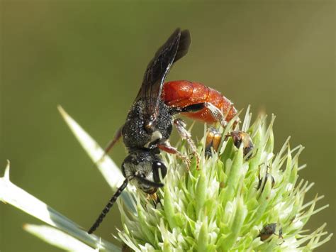 Sphecodes Rubripes Halictidae Sweat Bees Simon Oliver Flickr