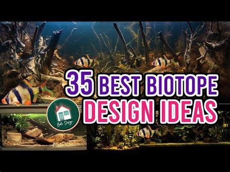 35 Biotope Aquarium Design Ideas | Biotope aquarium, Aquarium design ...