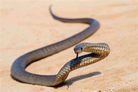 Venomous Eastern Brown Snake Crawls Toward Snake Catcher In Defensive ...