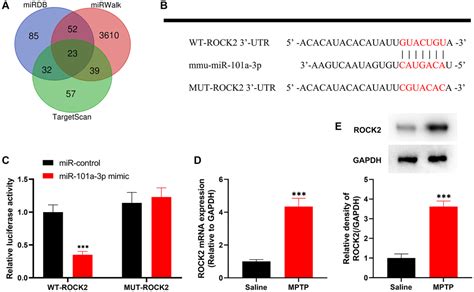 Mir 101a 3prock2 Axis Regulates Neuronal Injury In Parkinsons Disease