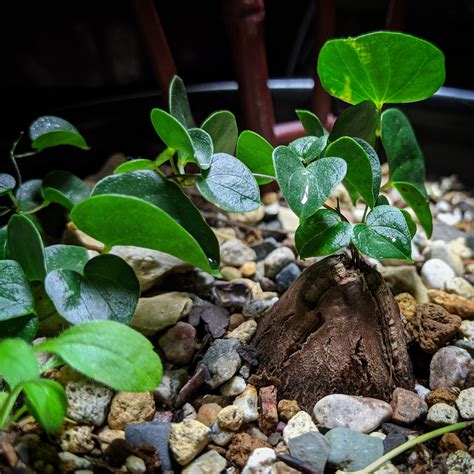 Dioscorea Elephantipes From Seed Rcaudex