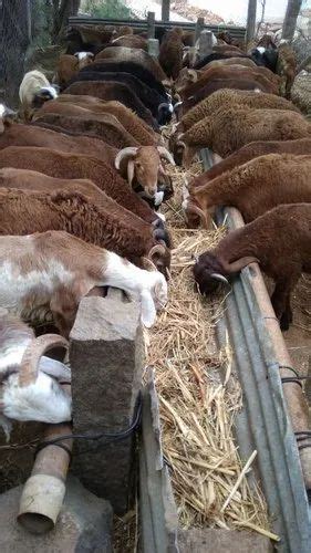 Male Sheep Livestock At Rs 350kg In Bellary Id 21340804930