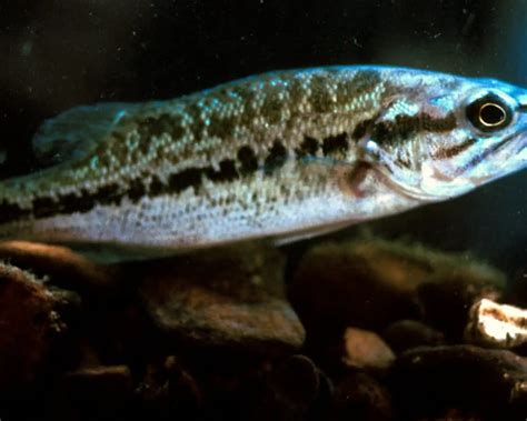 Spotted Bass Facts Diet Habitat And Pictures On Animaliabio