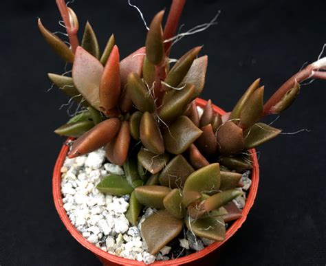 Anacampseros rufescens - Surreal Succulents
