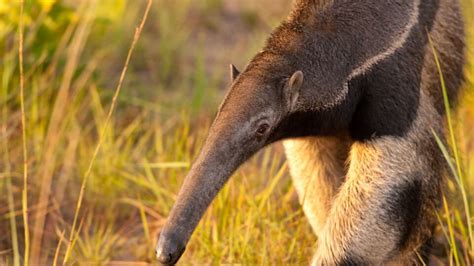 Descubren Por Primera Vez Un Oso Hormiguero En El Parque Nacional