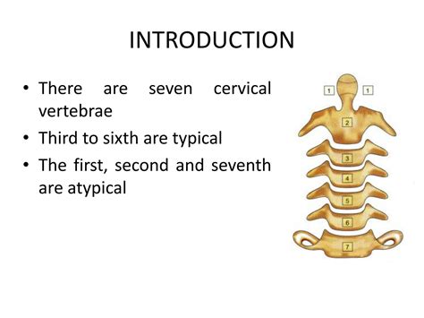 Solution Head Neck Gross Iii Cervical Vertebrae Studypool