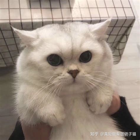 银渐层猫可以长到多少斤？ 知乎