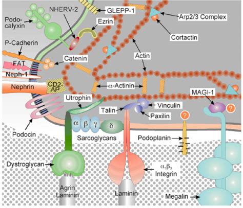 Schematic view of molecular markers in slit diaphragm and podocyte.... | Download Scientific Diagram