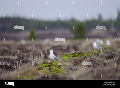 Mew gull breeding america hi-res stock photography and images - Alamy