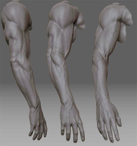 D Anatomy Reference Anatomy For Artists Human