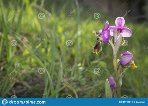 Beautiful Wild Rare Orchid Pink Ophrys Tenthredinifera Stock Image