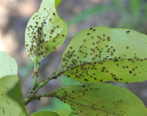 Pulgones En Plantas Hot Sex Picture