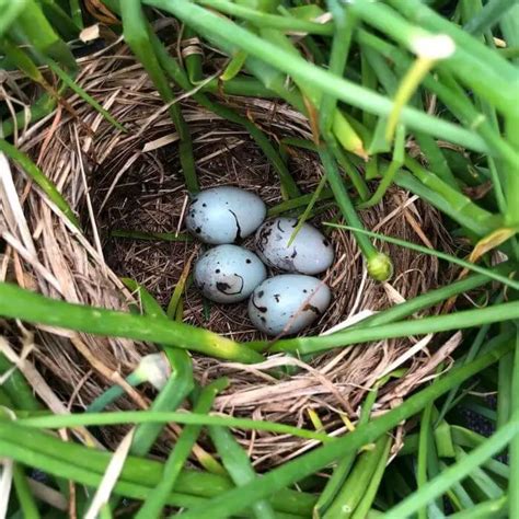 Black Bird Eggs Identification And Photos