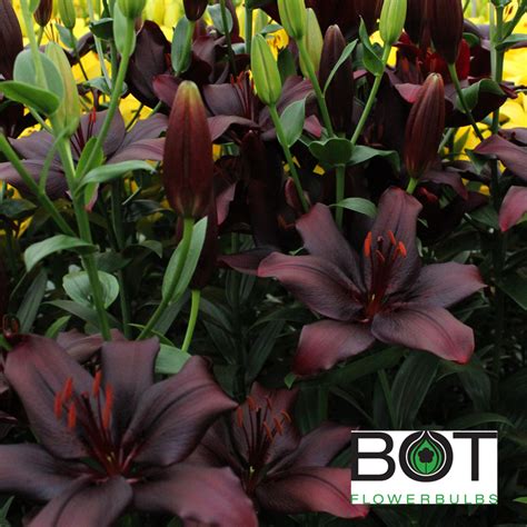 Лилия Блэк Фото И Описание – Telegraph