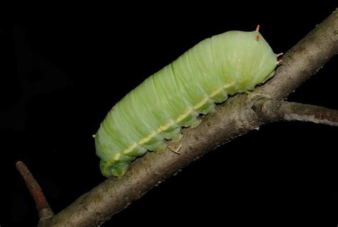 Tulip Tree Silkmoth Identification Life Cycle Facts And Pictures