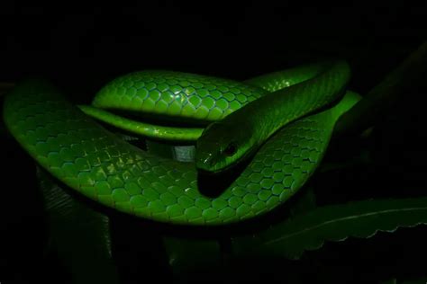 Greater Green Snake: A Fascinating Reptile of the Natural World | WorldWeet