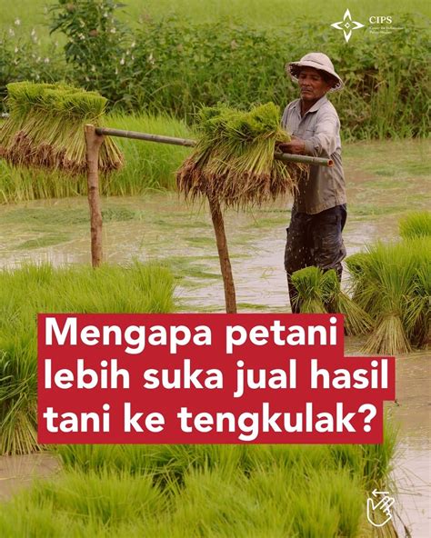 Cips On Twitter Tengkulak Sering Menjadi Pilihan Utama Petani Dalam