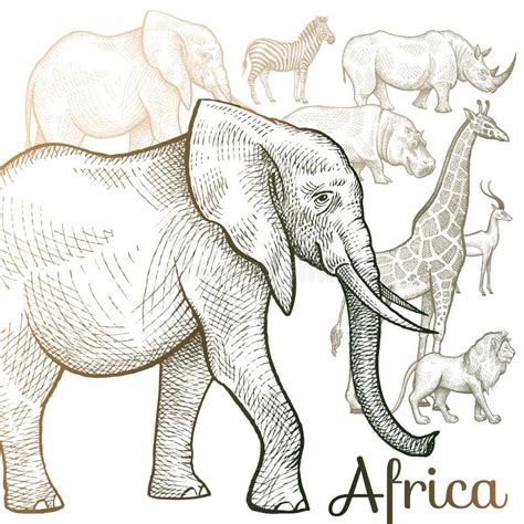 African Animals Set Stock Vector Illustration Of Isolated 87383965