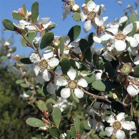 Buy Leptospermum Laevigatum Coastal Tea Tree Victorian Tea Tree