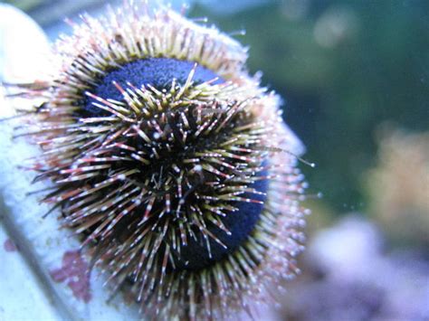 Types Of Sea Urchins Aquarium