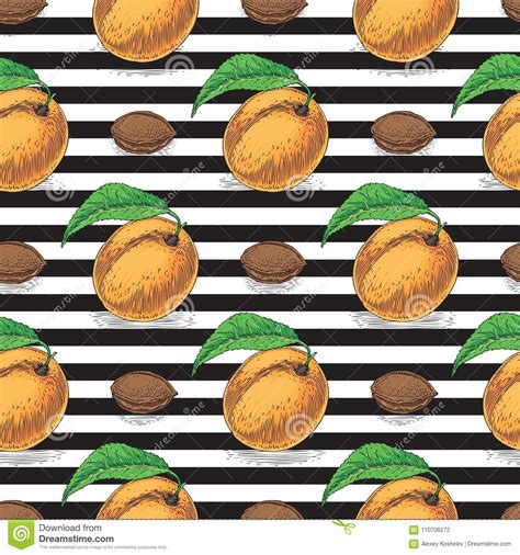 Seamless Pattern With Ripe Apricot Stock Illustration Illustration Of