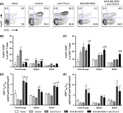 Icos Expression On Effector And Regulatory T Cells A Representative