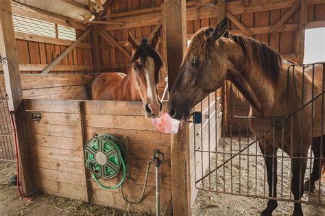 Salt Licks: Necessity for Animal Health or Taste Preference? – Pink