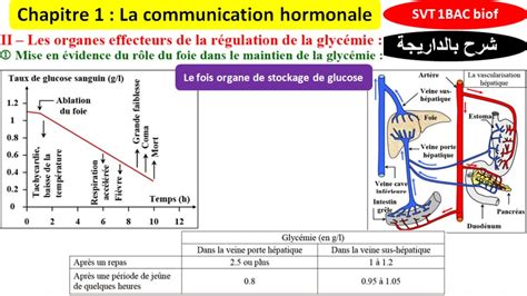 Les Organes Effecteurs De La R Gulation De La Glyc Mie R Le Du Foie