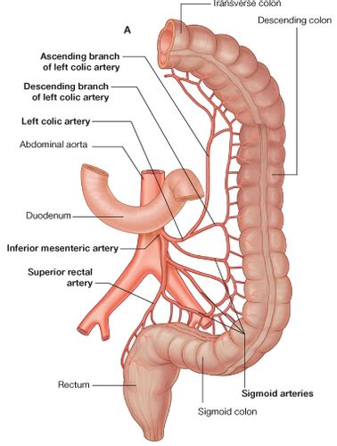 Rectum Anal Canal Ischiorectal Fossa Flashcards Quizlet