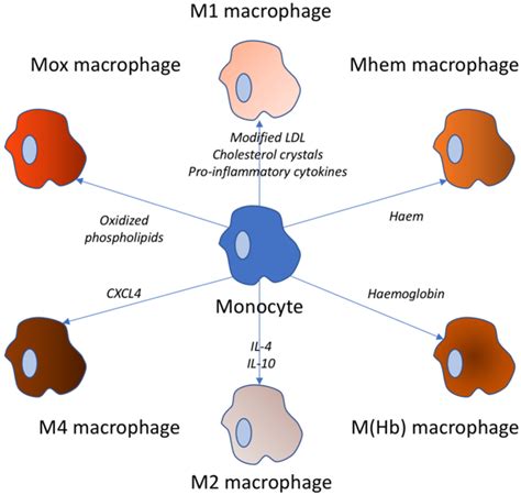 Variety of macrophage types. These types of macrophages can be observed... | Download Scientific ...