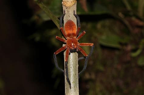 Descubren en la selva amazónica a la araña cangrejo gigante