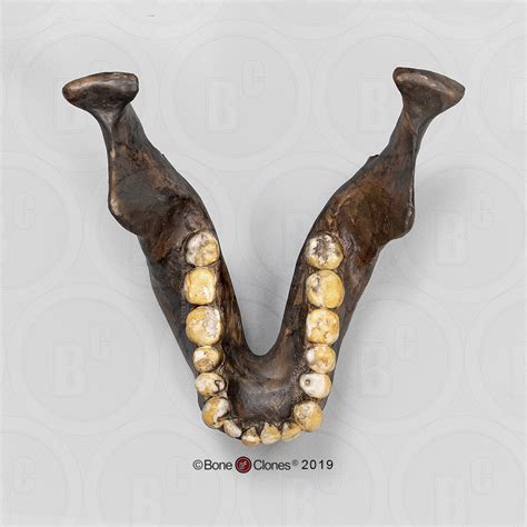 Australopithecus afarensis Skull - Bone Clones, Inc. - Osteological ...