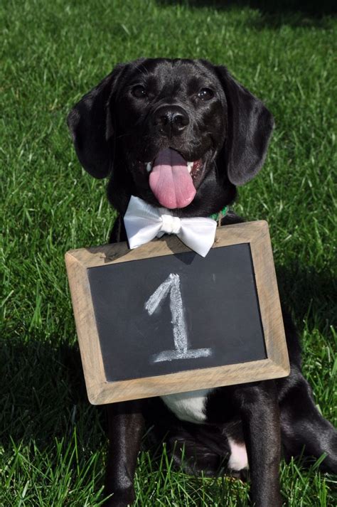 So Obsessed With How This Turned Out Dog Table Numbers Wedding