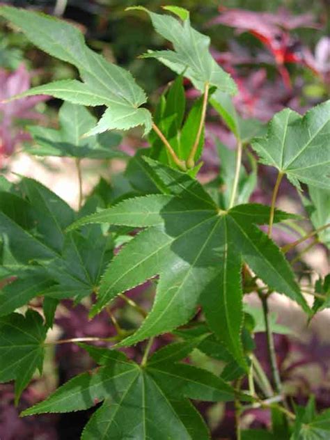 Hogyoku - Mendocino Maples Nursery