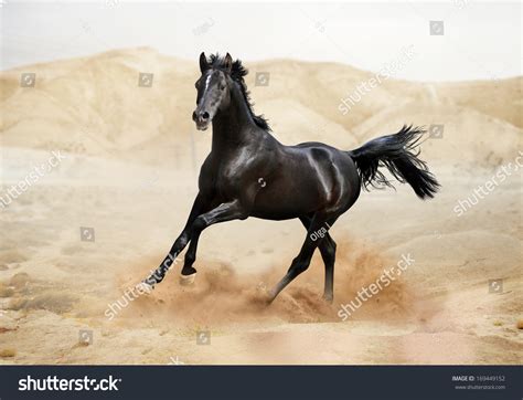 Purebred White Arabian Horse Desert Stock Photo 169449152 Shutterstock